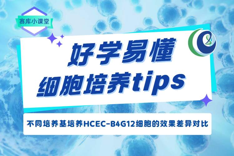 賽庫小課堂 | 不同培養(yǎng)基培養(yǎng)HCEC-B4G12細(xì)胞的效果差異對(duì)比