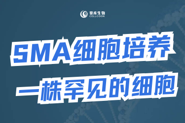 快來圍觀一株罕見的細(xì)胞，賽庫特供噢~