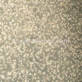 OCI-AML3人急性髓系白血?。⊿TR鑒定正確）