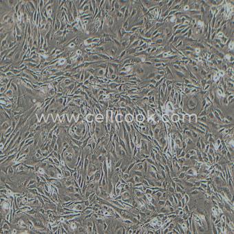 8305C人甲狀腺癌細胞（退行性）（STR鑒定正確）