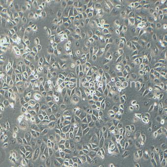 NCI-H226人間皮瘤細(xì)胞（STR鑒定正確）