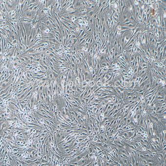 bEnd.3小鼠腦內(nèi)皮細(xì)胞（種屬鑒定正確）