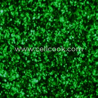 BV2-GFP(STR)示蹤穩(wěn)定細(xì)胞株（STR鑒定正確）