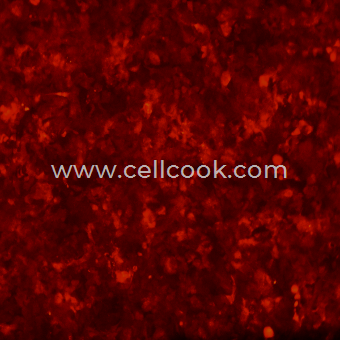 HePa1-6-RFP示蹤穩(wěn)定細(xì)胞株（STR鑒定正確）