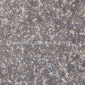 C127小鼠乳腺腫瘤細(xì)胞（種屬鑒定正確）