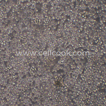 ana-1小鼠巨噬細(xì)胞（種屬鑒定正確）