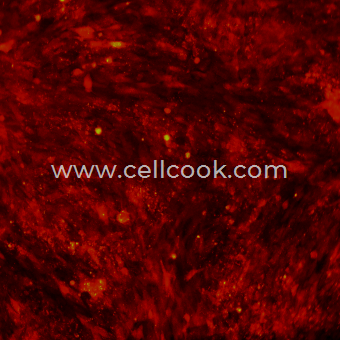 H9C2-RFP示蹤穩(wěn)定細(xì)胞株（種屬鑒定正確）