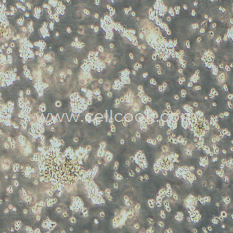 NR8383大鼠肺泡巨噬細胞（種屬鑒定正確）