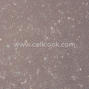 BRL大鼠肝細胞（種屬鑒定正確）