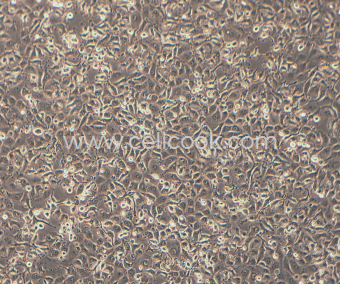 LLC-MK2恒河猴腎細(xì)胞（種屬鑒定正確）