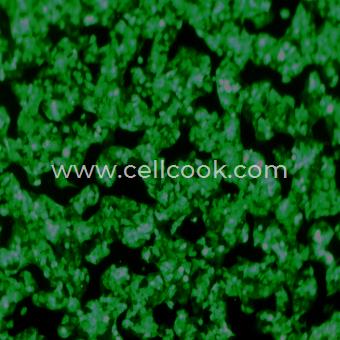 Hep G2-GFP示蹤穩(wěn)定細胞株（STR鑒定正確）