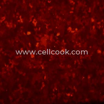 Huh-7-RFP示蹤穩(wěn)定細胞株（STR鑒定正確）