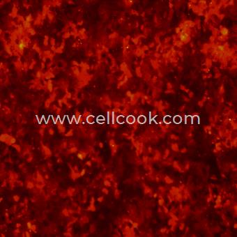 Hep3B-RFP示蹤穩(wěn)定細胞株（STR鑒定正確）