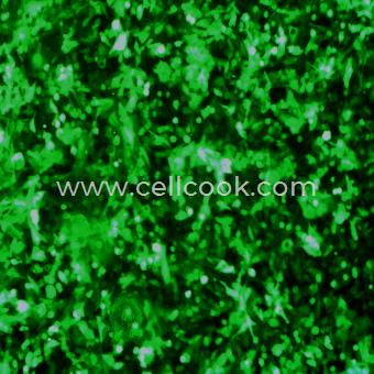 SK-HEP-1-GFP示蹤穩(wěn)定細胞株（STR鑒定正確）