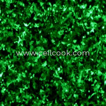 A549-GFP示蹤穩(wěn)定細胞株（STR鑒定正確）