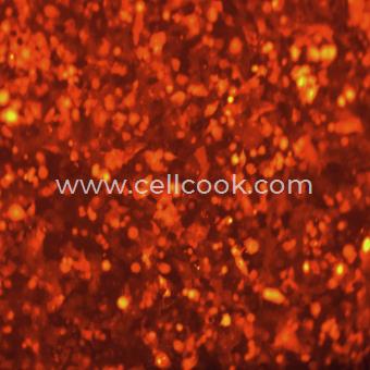 NCI-H1299-RFP示蹤穩(wěn)定細胞株（STR鑒定正確）