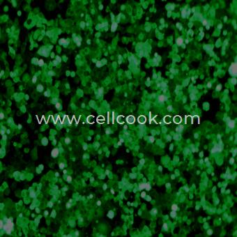 NCI-H1299-GFP示蹤穩(wěn)定細胞株（STR鑒定正確）