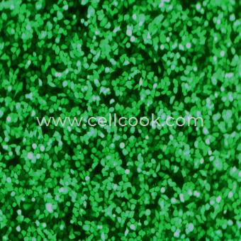 PC9-GFP示蹤穩(wěn)定細胞株（STR鑒定正確