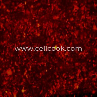 PC9-RFP示蹤穩(wěn)定細胞株（STR鑒定正確）