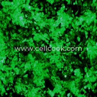 NCI-H446-GFP示蹤穩(wěn)定細胞株（STR鑒定正確）