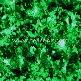 NCI-H1975-GFP示蹤穩(wěn)定細胞株（STR鑒定正確）