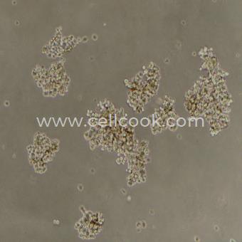 NCI-H524人小細胞肺癌細胞（STR鑒定正確）