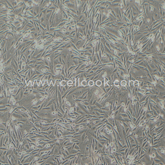 MDA-MB-231-LUC示蹤穩(wěn)定細胞株（STR鑒定正確）