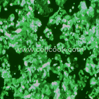 MCF7-GFP示蹤穩(wěn)定細胞株（STR鑒定正確）