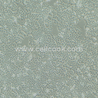 T47D（STR鑒定正確）