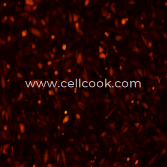 BT-549-RFP示蹤穩(wěn)定細胞株（STR鑒定正確）