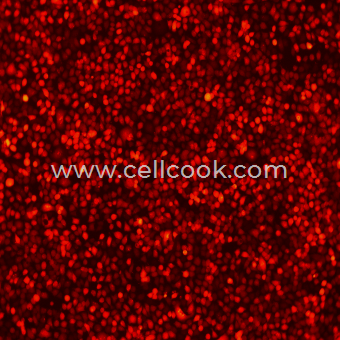 HT-29-RFP示蹤穩(wěn)定細胞株（STR鑒定正確）