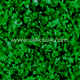 HT-29-GFP示蹤穩(wěn)定細(xì)胞株（STR鑒定正確）