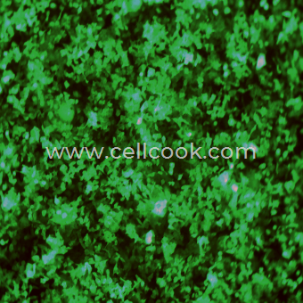 HCT-116-GFP示蹤穩(wěn)定細(xì)胞株（STR鑒定正確）