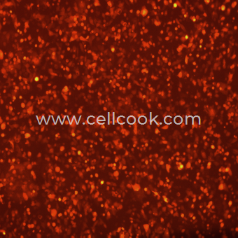 HCT-116-RFP（殺稻瘟菌素抗性）示蹤穩(wěn)定細胞株（STR鑒定正確）