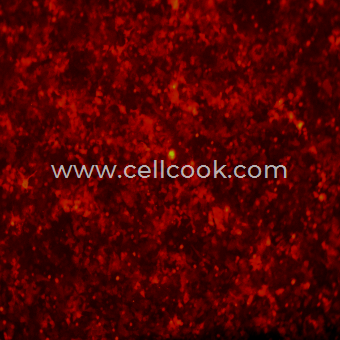 HCT-116-RFP（嘌呤霉素抗性）示蹤穩(wěn)定細胞株（STR鑒定正確）