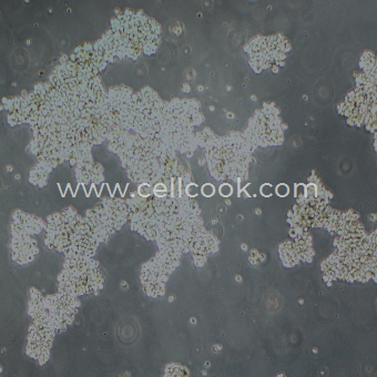 NCI-H716人結(jié)直腸腺癌細(xì)胞（STR鑒定正確）
