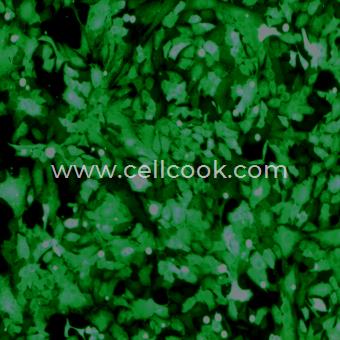 SK-OV-3-GFP示蹤穩(wěn)定細(xì)胞株（STR鑒定正確）