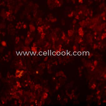 Hela-RFP示蹤穩(wěn)定細胞株（STR鑒定正確）