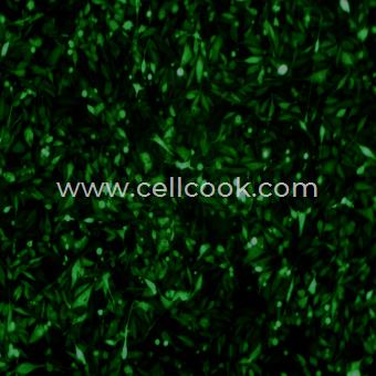 PC3-GFP示蹤穩(wěn)定細(xì)胞株（STR鑒定正確）