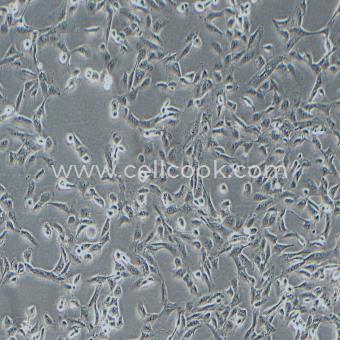 786-0人腎透明細(xì)胞腺癌細(xì)胞（STR鑒定正確）