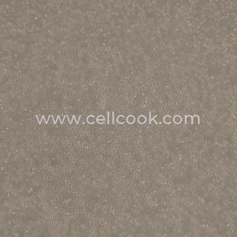 SU-DHL-4人彌漫性組織淋巴瘤細(xì)胞（STR鑒定正確）