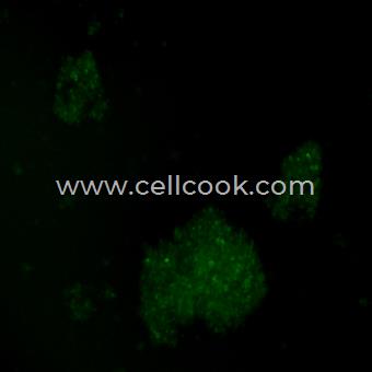 NK92-GFP示蹤穩(wěn)定細(xì)胞株（STR鑒定正確）