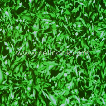 U-251 MG-GFP示蹤穩(wěn)定細(xì)胞株（STR鑒定正確）