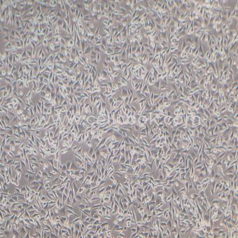 A-375-LUC示蹤穩(wěn)定細(xì)胞株（STR鑒定正確）