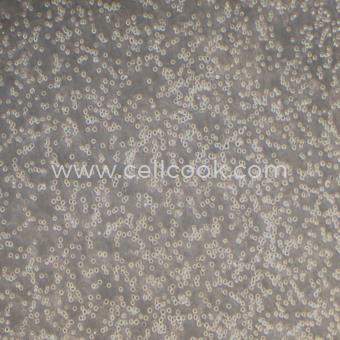 HL-60人早幼粒急性白血病細(xì)胞（STR鑒定正確）