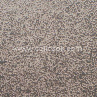 MOLM-13人急性髓細胞白血病細胞（STR鑒定正確）