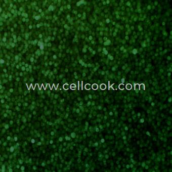 KG-1a-GFP示蹤穩(wěn)定細(xì)胞株（STR鑒定正確）