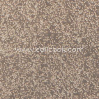 MV-4-11人髓性單核細胞白血病細胞（STR鑒定正確）