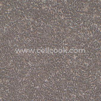 Panc02小鼠胰腺癌細(xì)胞（STR鑒定正確）