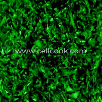 穩(wěn)定表達(dá)Ovalbumin基因的細(xì)胞株